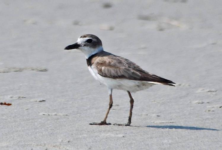 Wilsons Plover alone 2007_06_24_094733 - Copy - Copy